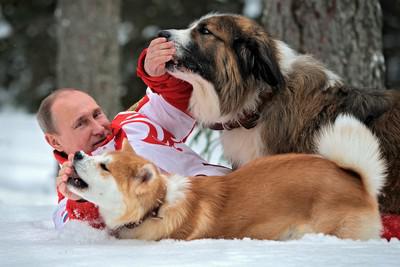 Владимир Путин с акита-ину Юмэ и болгарской овчаркой Баффи