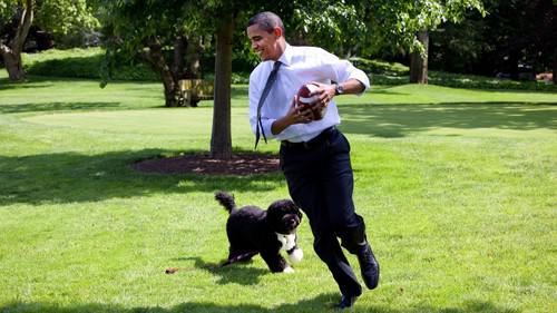 Барак Обама и португальская водяная собака Бо