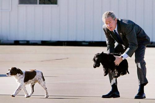 Джордж Буш-мл. с английским спаниелем и шотландским терьером