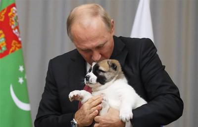 Владимир Путин и щенок алабая Верный